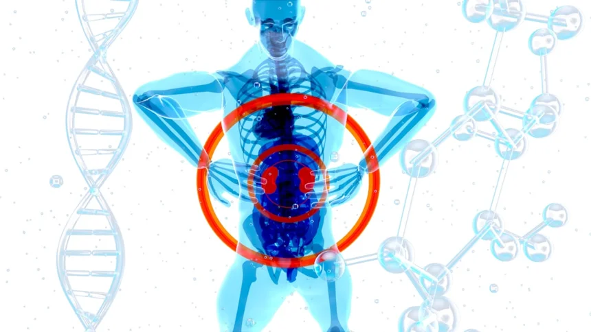 Kidneys