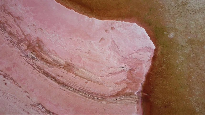 Laryngeal
