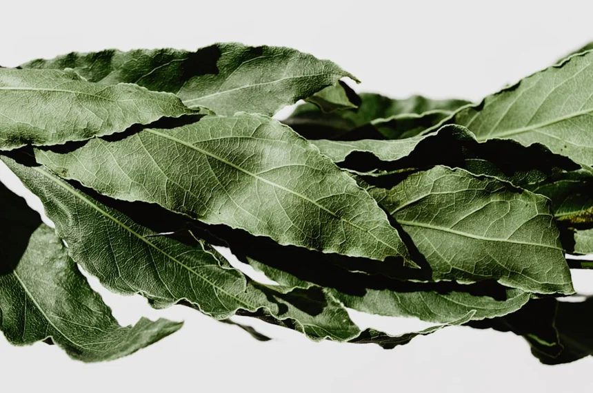 Laurel