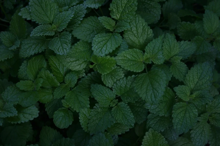Lemon balm