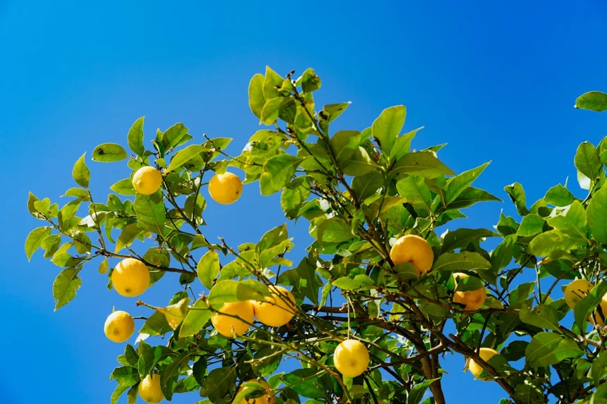 Lemon
