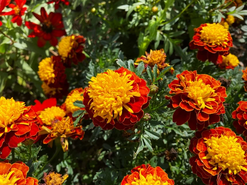 Marigold