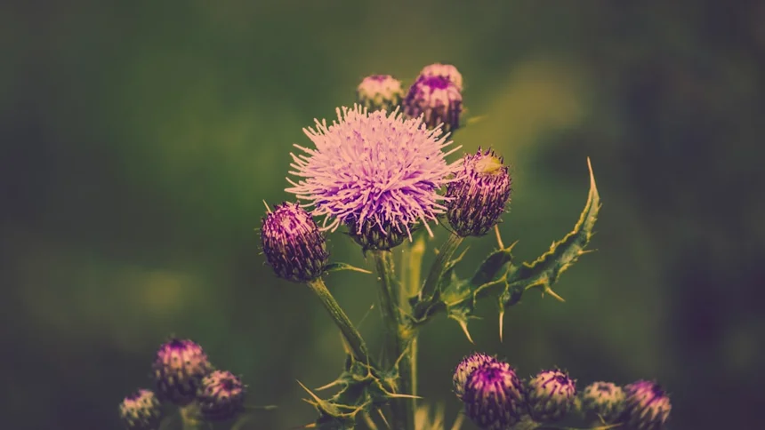 Milk Thistle