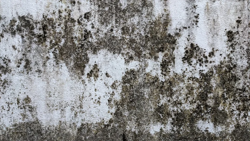 Mold