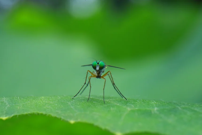 Mosquito