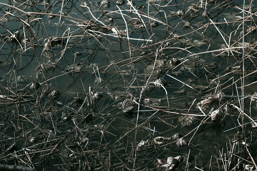 Mugwort