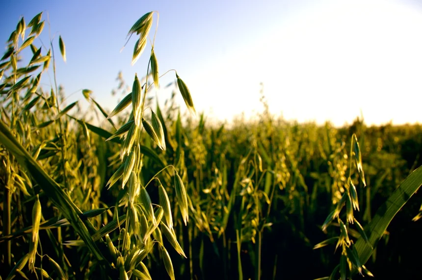 Oats