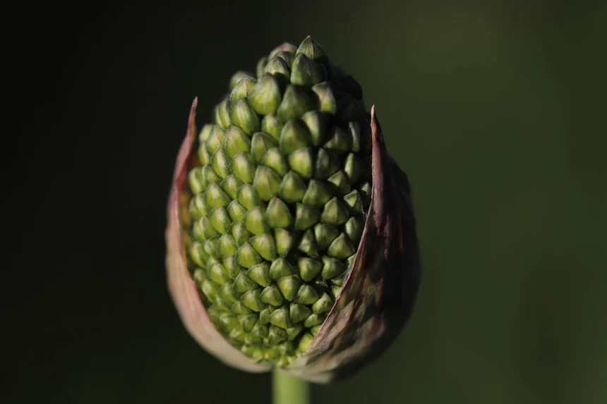 Opium