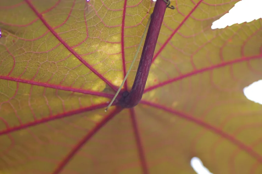 Optic neuritis
