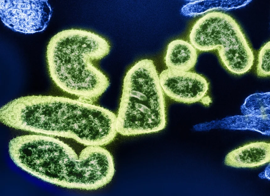 Oral bacteria