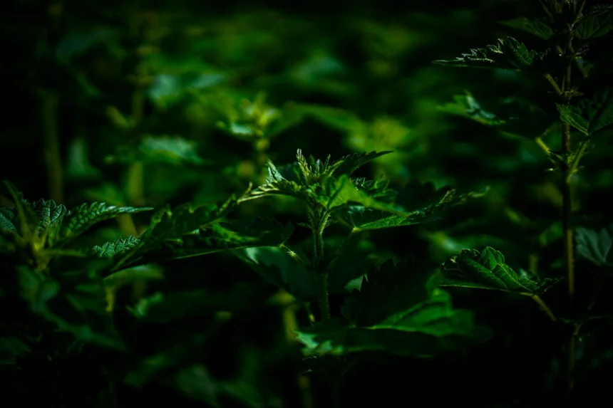 Peppermint