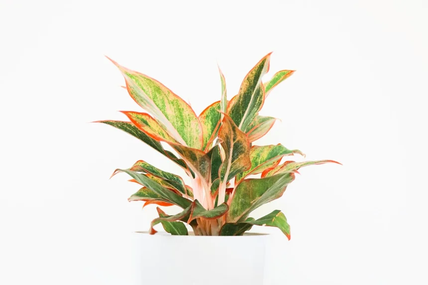 Plantar
