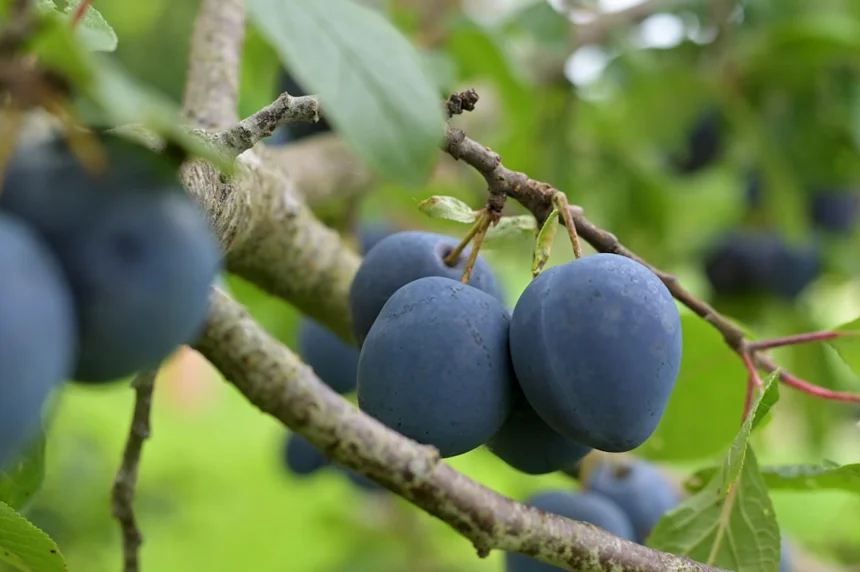 Plum