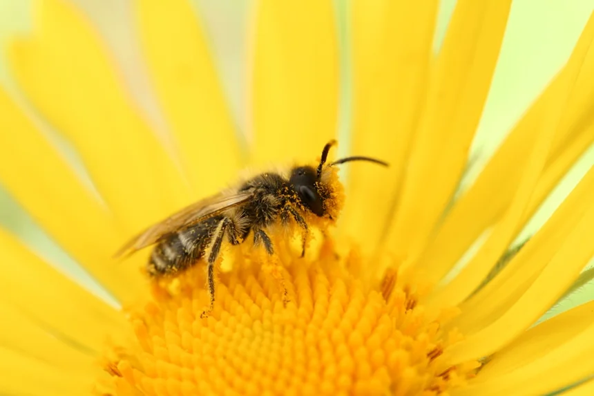 Pollen