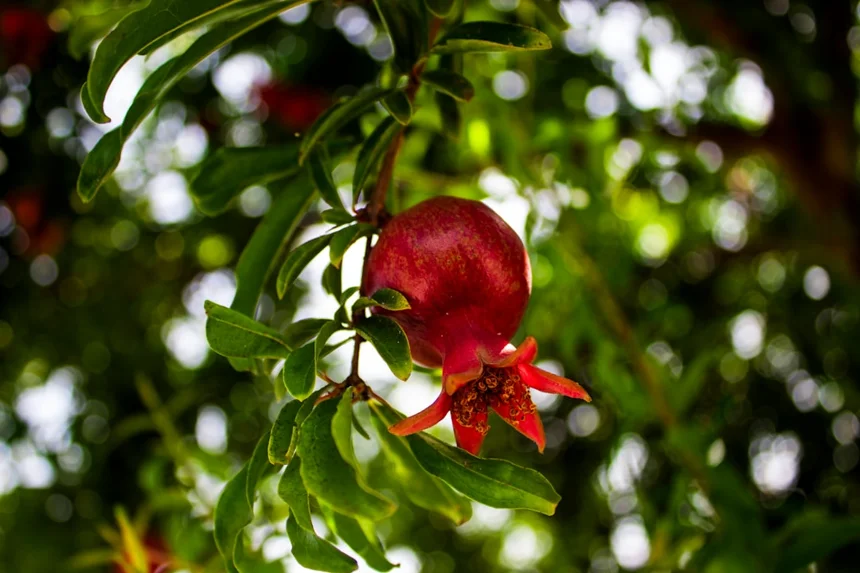 Pomegranate