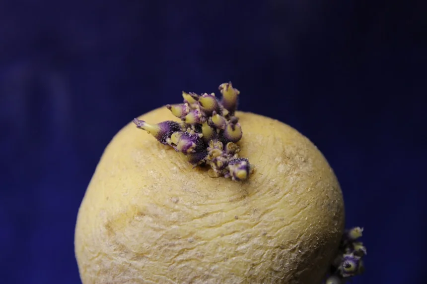 Potato.