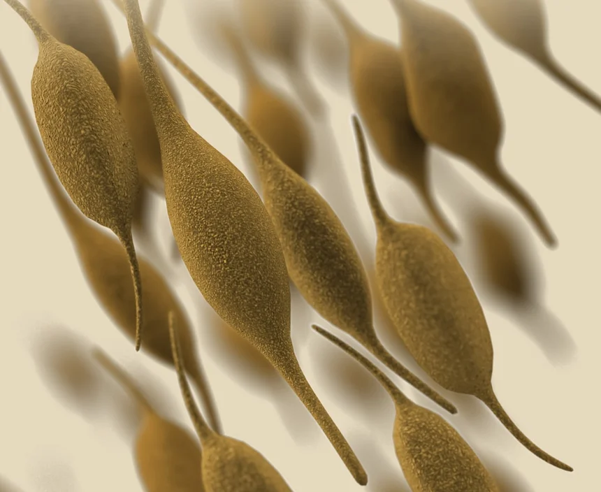 Probiotic