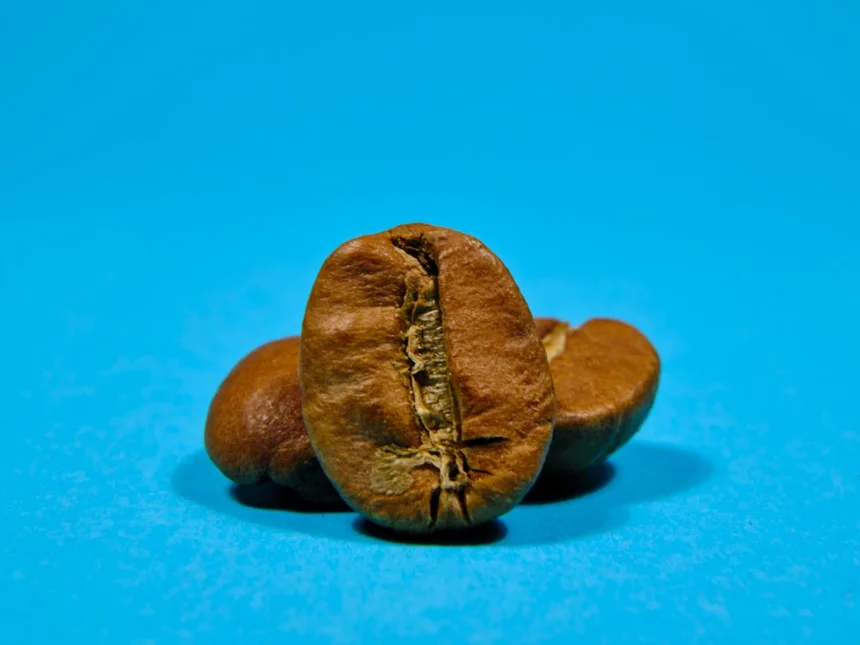 Prostate