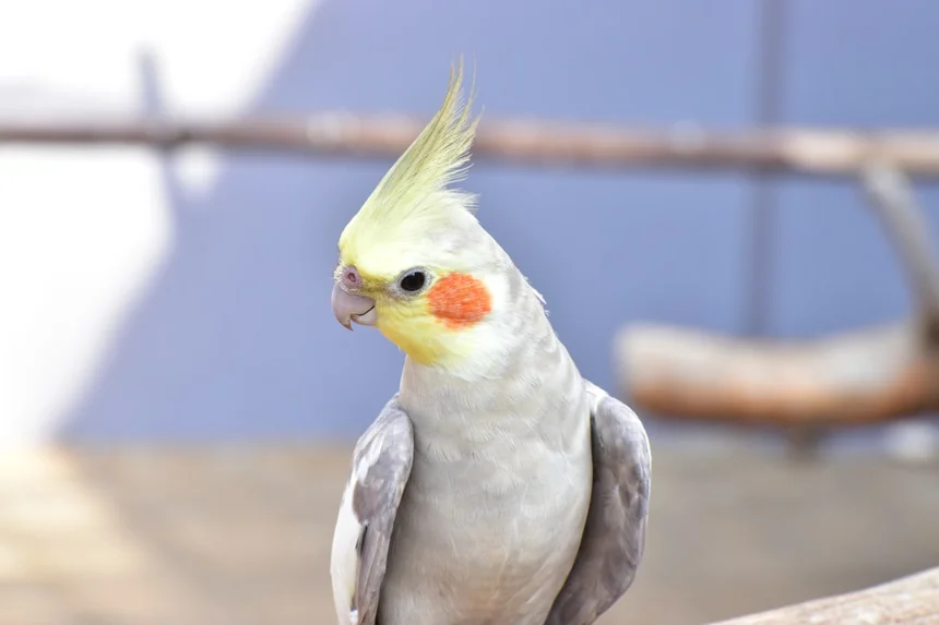 Ptosis