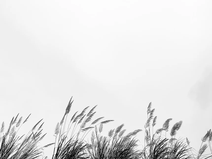 Reed