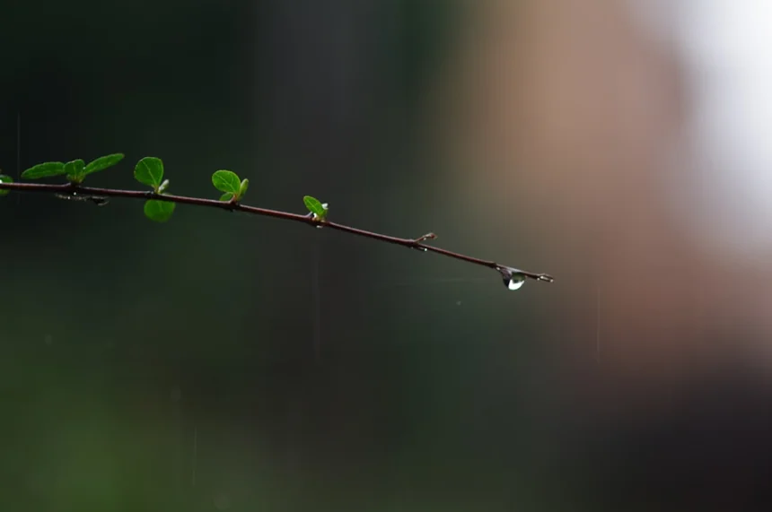 Rejuvenation