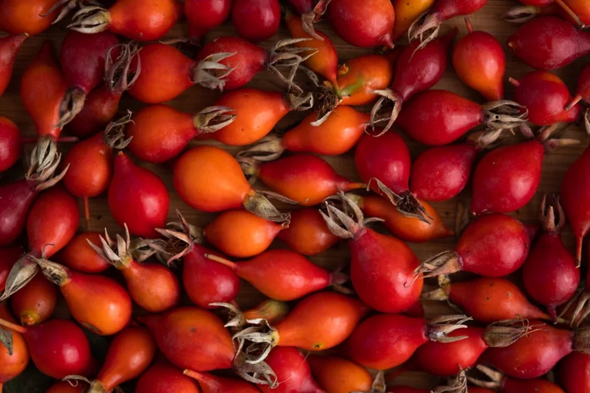 Rosehip