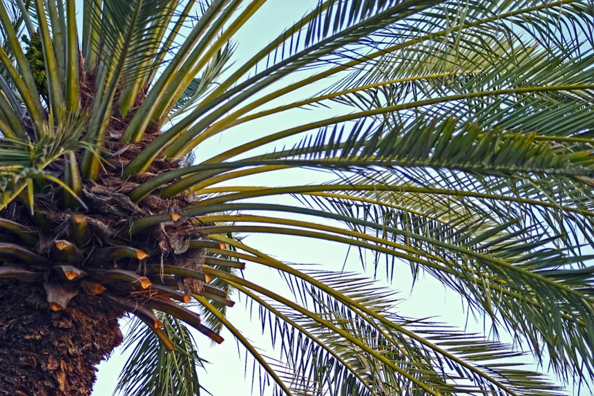 Saw Palmetto