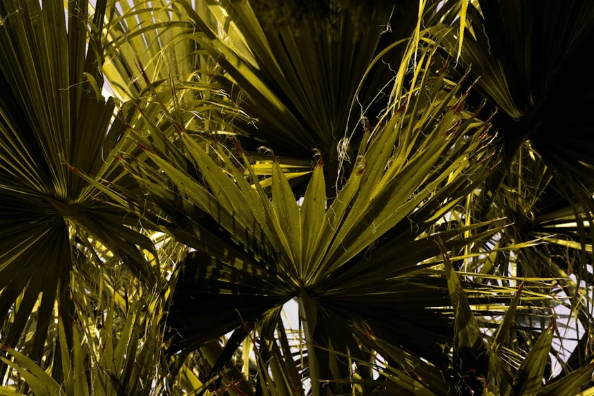 Saw Palmetto