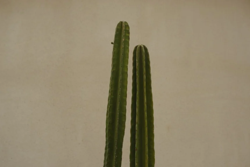 Scoliosis