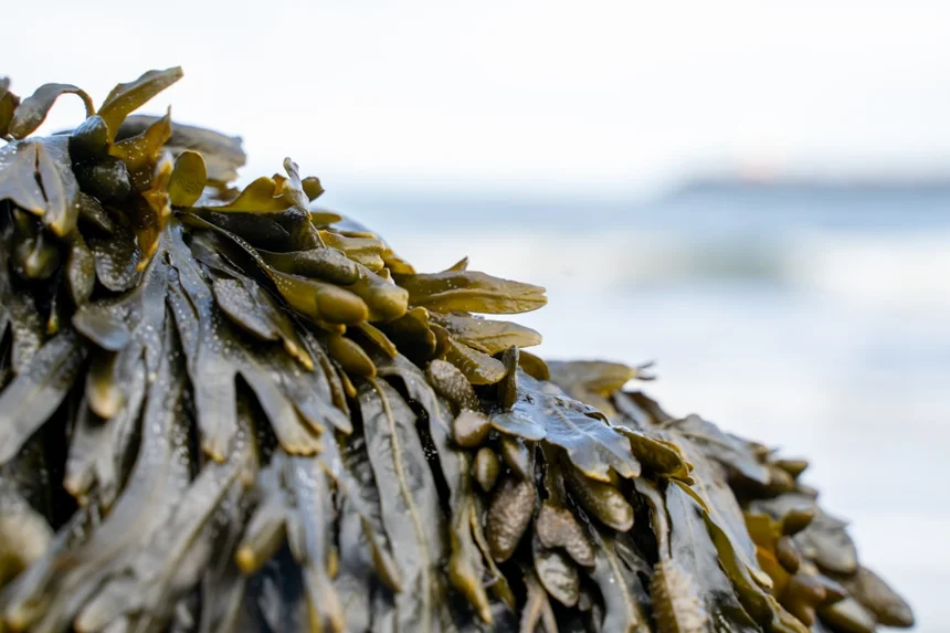 Seaweed