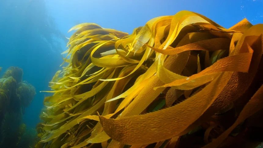 Seaweed