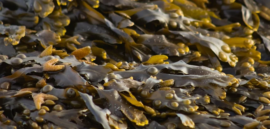 Seaweed