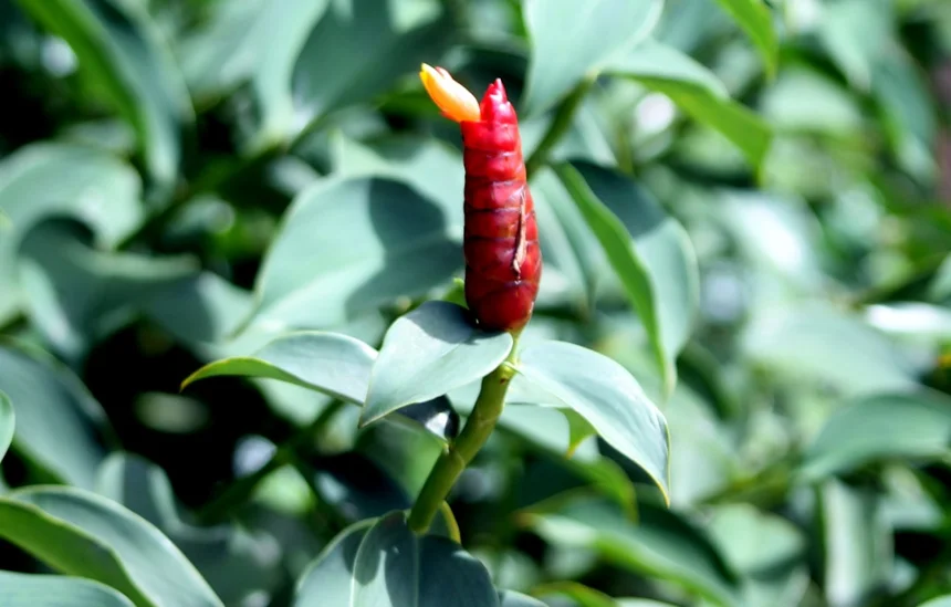 Sichuan pepper