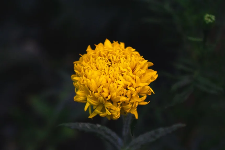 Silymarin