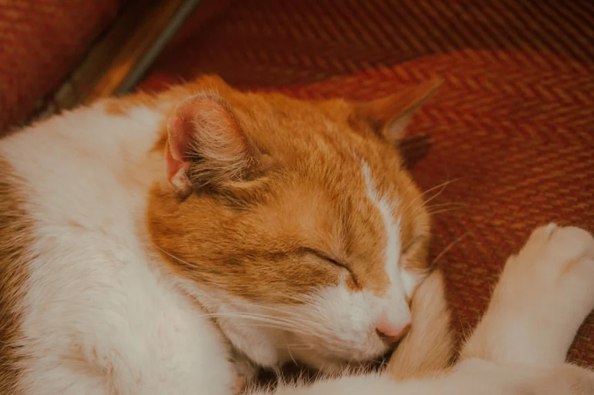 Sleep.
