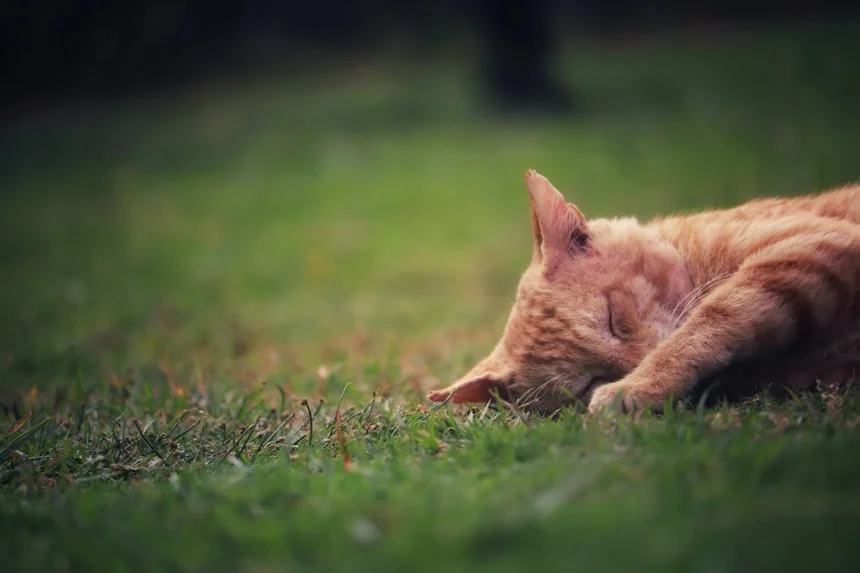Sleep.