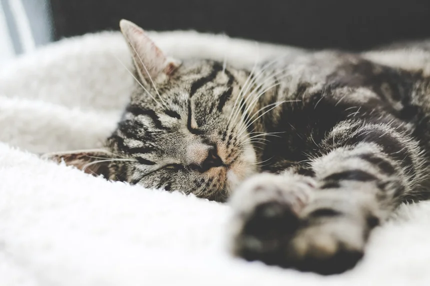 Sleep
