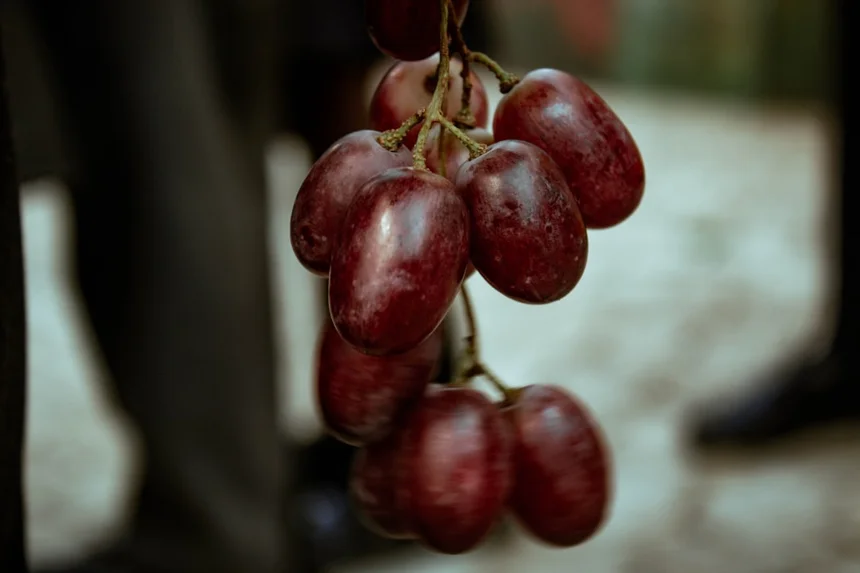 Tart cherry