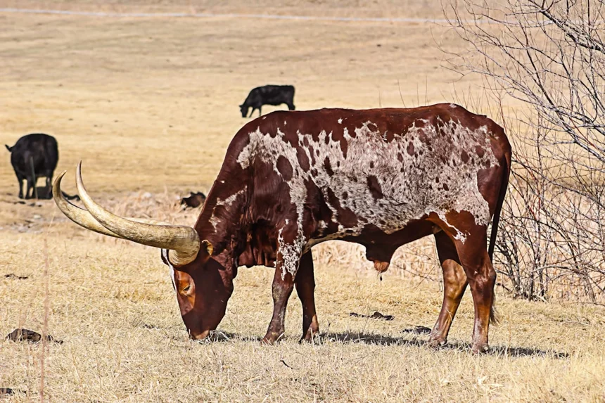 Texas Hold