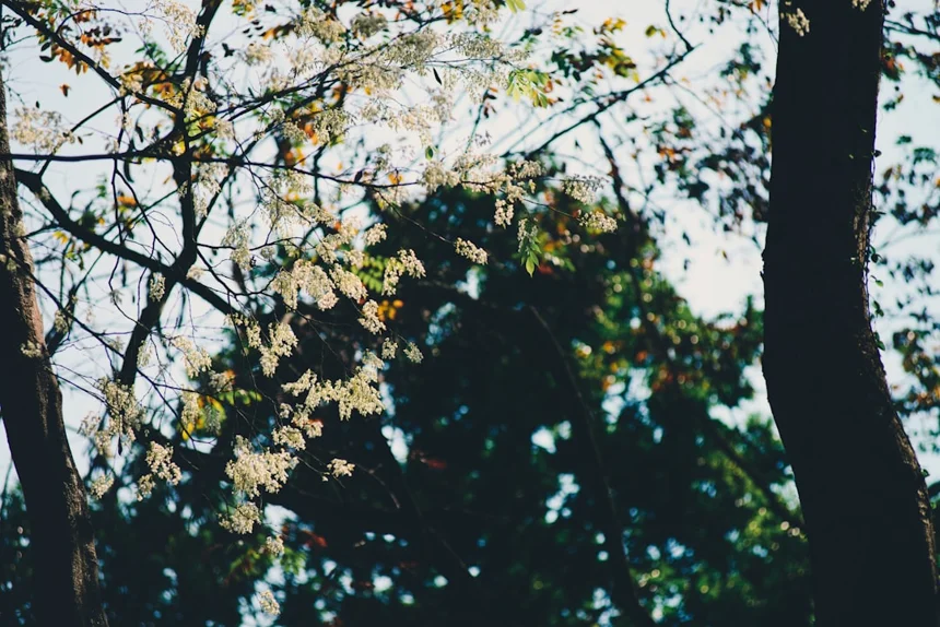 Theanine