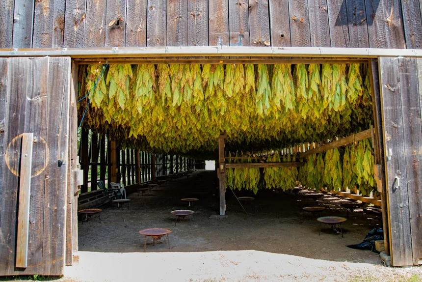 Tobacco