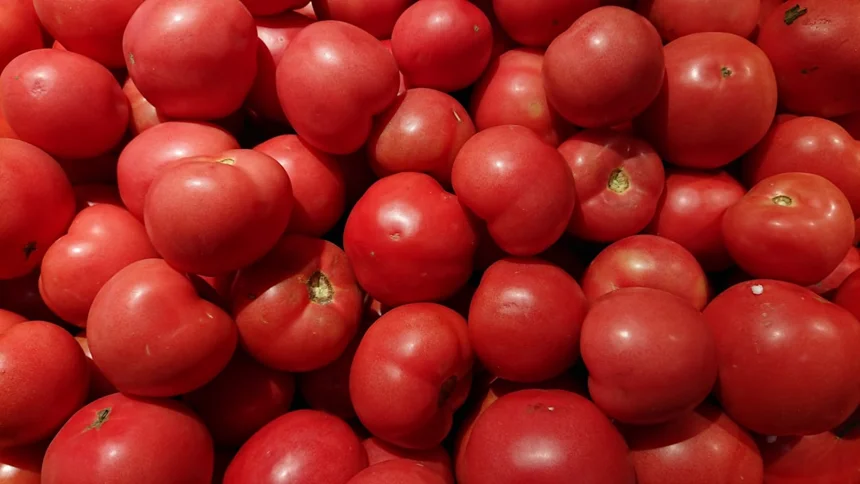 Tomato