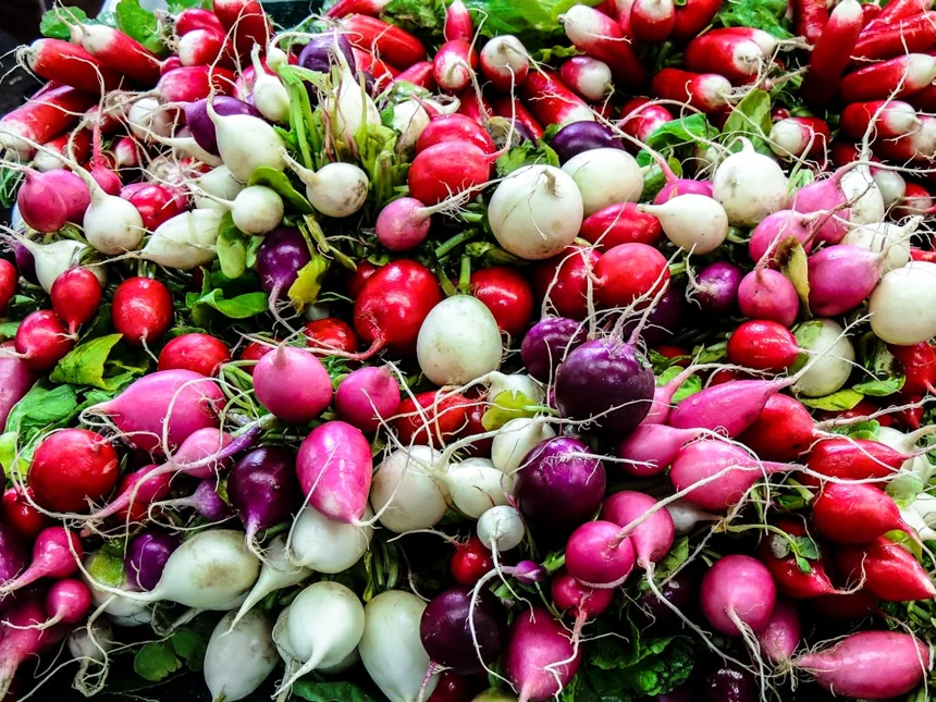 Turnip