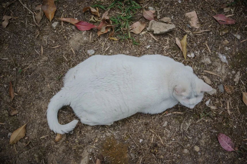 Visceral fat.