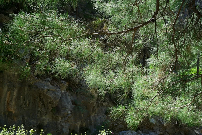Wild ginseng