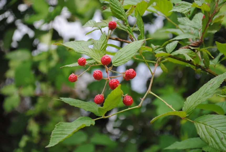 Wolfberry
