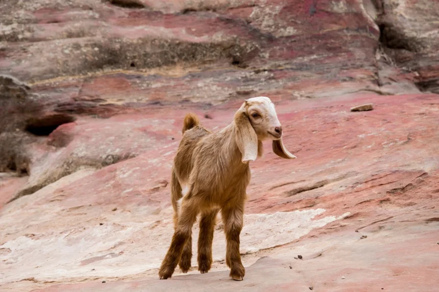 goat