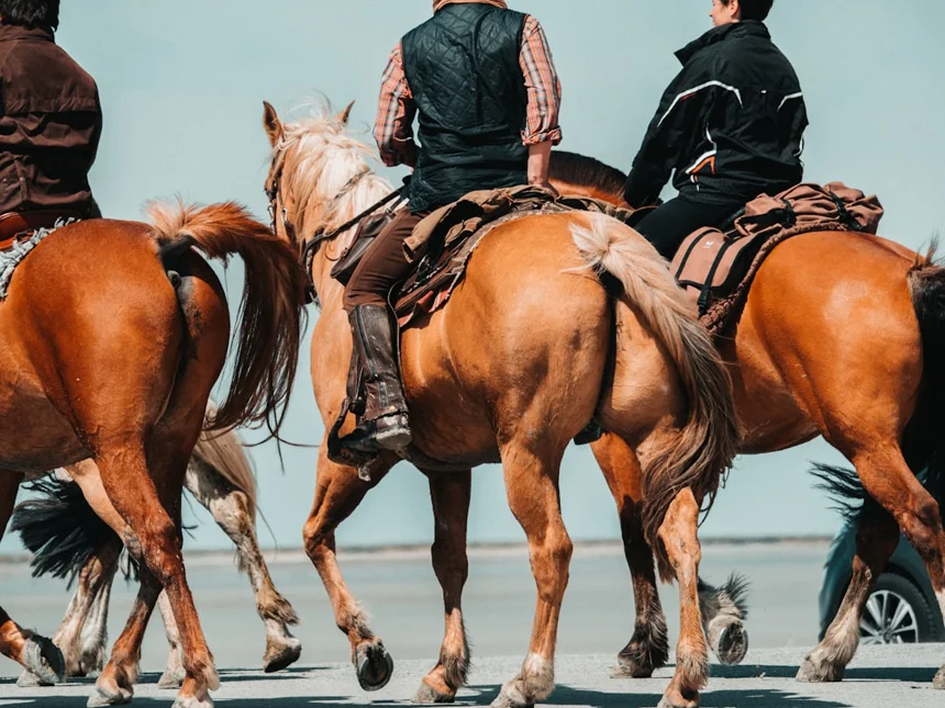 saddle