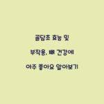 골담초 효능 및 부작용, 뼈 건강에 아주 좋아요 알아보기