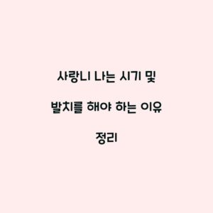 사랑니 나는 시기 및 발치를 해야 하는 이유 정리